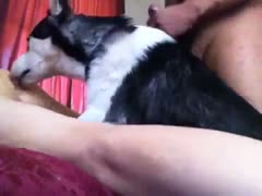 Dude cums in his boyfriends rectal hole and invites dog to take up with the tongue the ejaculation from his paramours crack